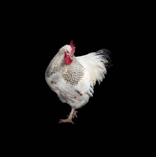 Isolated Chuck Art Print featuring the photograph Isolated Chicken by Jean Noren