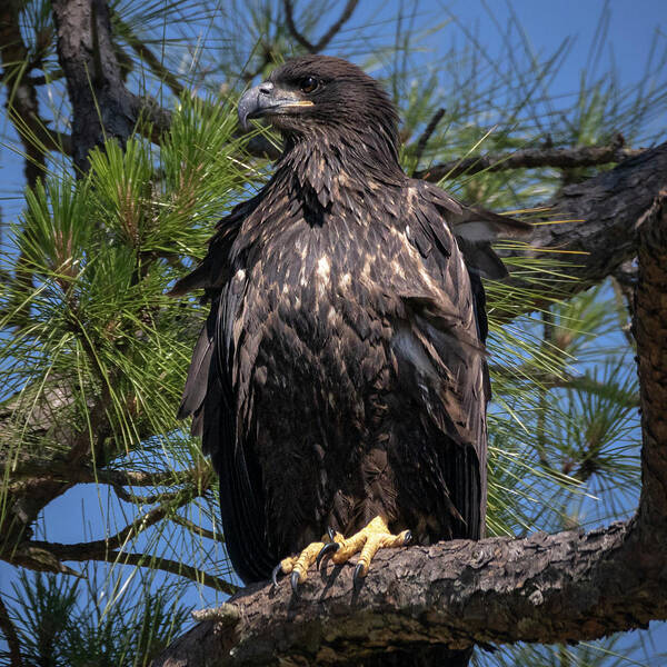 Eagle Art Print featuring the photograph Juvenile Bald Eagle by JASawyer Imaging