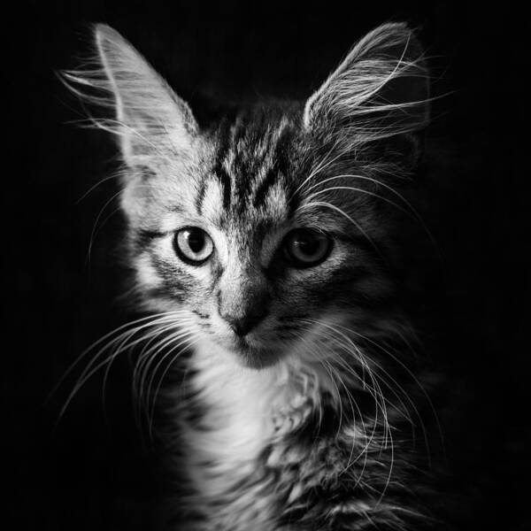 Kitten Art Print featuring the photograph Laban by Marcus Holmqvist