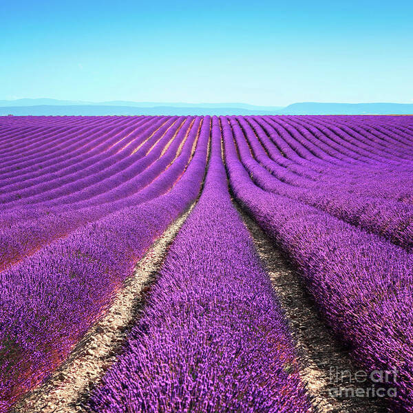 Scenics Art Print featuring the photograph Lavender Flower Blooming Fields Endless by Stevanzz