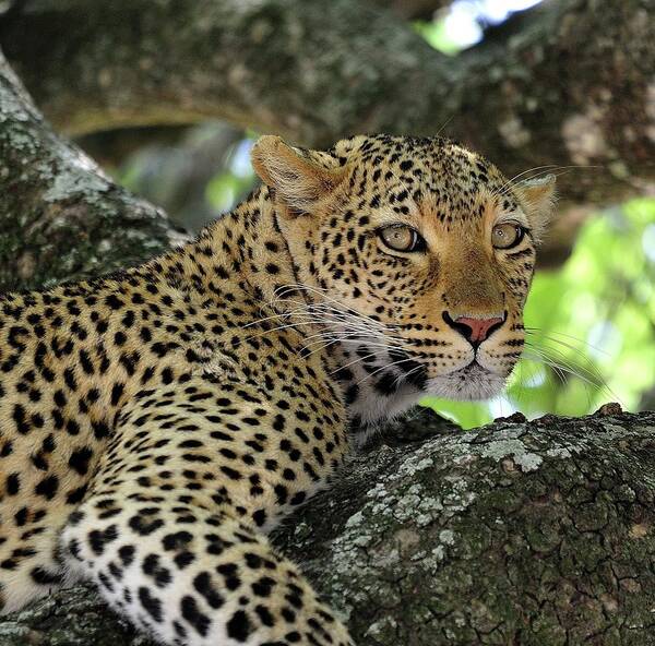 Big Cat Art Print featuring the photograph Leopard Watchful by Wild Africa Nature