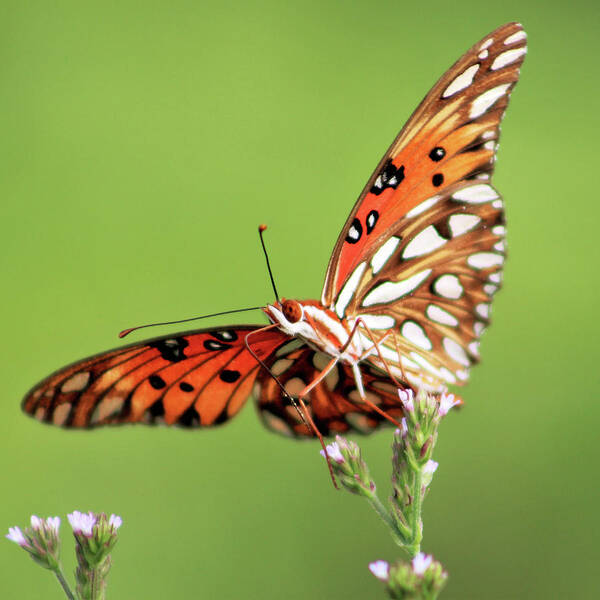 Butterfly Art Print featuring the photograph Life in Balance by Michael Allard