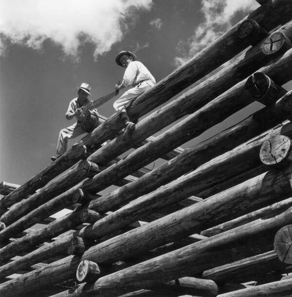 Working Art Print featuring the photograph Log Pile by Hulton Archive