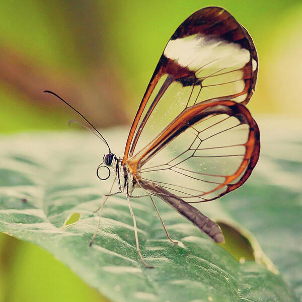 One Animal Art Print featuring the photograph Lonely Butterfly by Carol Yepes