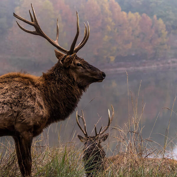 Lone Elk Park Art Print featuring the photograph Long Live the King by Holly Ross
