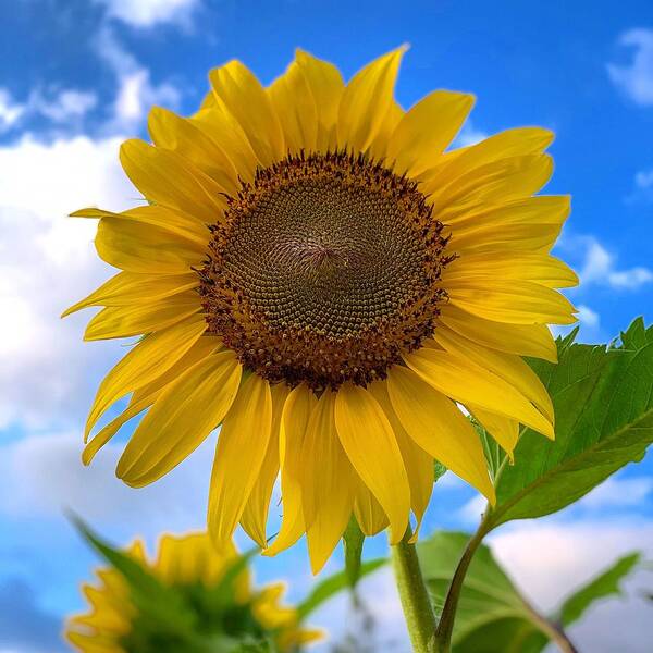 Sunflower Art Print featuring the photograph Looking Up by Brian Eberly