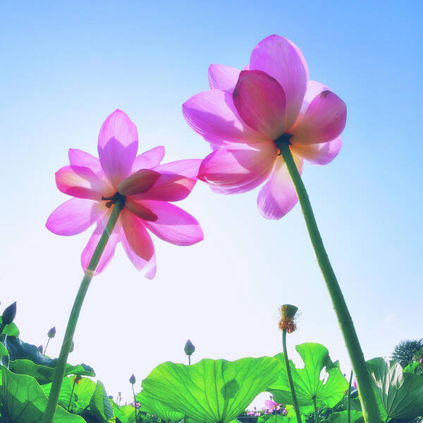 Clear Sky Art Print featuring the photograph Lotus Garden by Hidehiko Sakashita