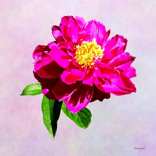 Peony Art Print featuring the photograph Magenta Peony in Sunshine by Susan Savad