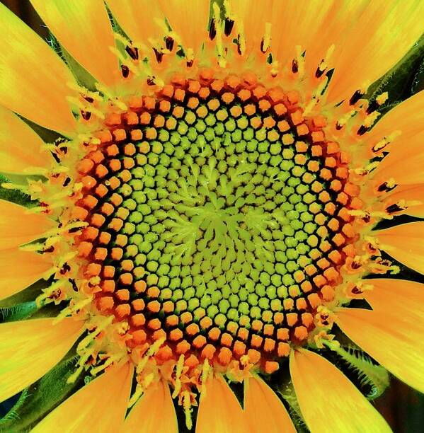 Sunflower In Bloom Art Print featuring the photograph Makes Me Dizzy by Debra Grace Addison