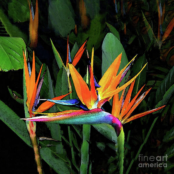 Bird Of Paradise Art Print featuring the digital art Midnight in Paradise by J Marielle