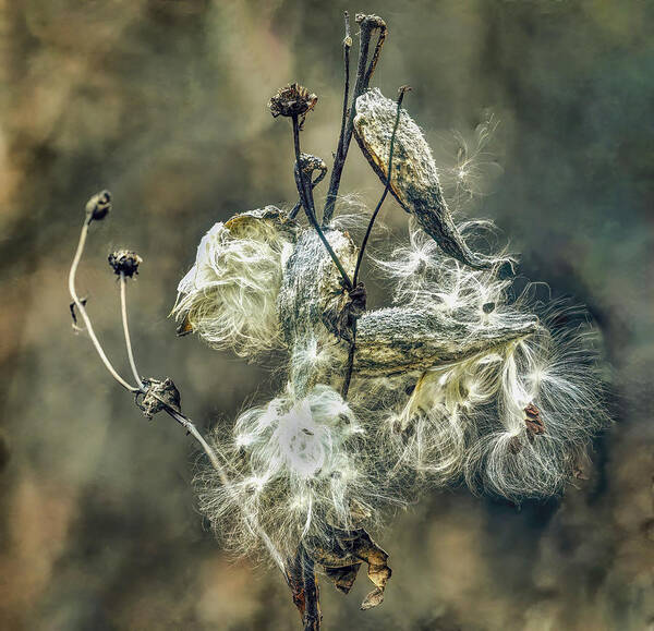 Milkweed Art Print featuring the photograph Milkweed #14 by Porter Thomas