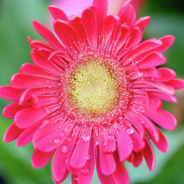 Mixed Art Print featuring the photograph Mixed Gerbera II by Susan Bryant