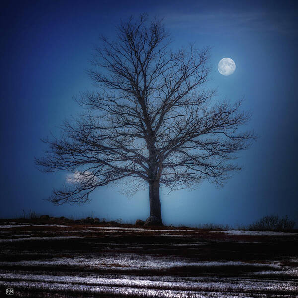 Tree Art Print featuring the photograph Moon Over Liberty Tree by John Meader