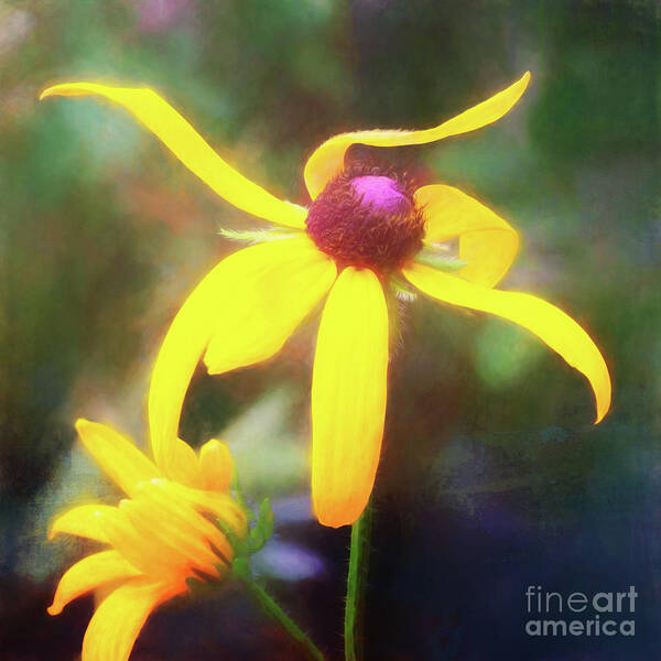Black-eyed Susans Art Print featuring the photograph Mother and Child Dance of Joy 2 by Anita Pollak