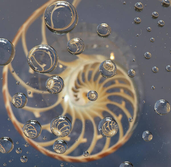 Nautilus Shell Art Print featuring the photograph Nautilus Shell by Minnie Gallman