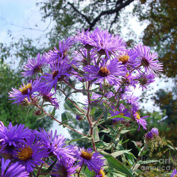 New England Aster Art Print featuring the photograph New England Aster 9 by Amy E Fraser