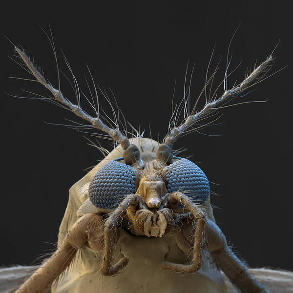 Animal Art Print featuring the photograph Nonbiting Midge, Chironomidae Sp., Sem by Meckes/ottawa