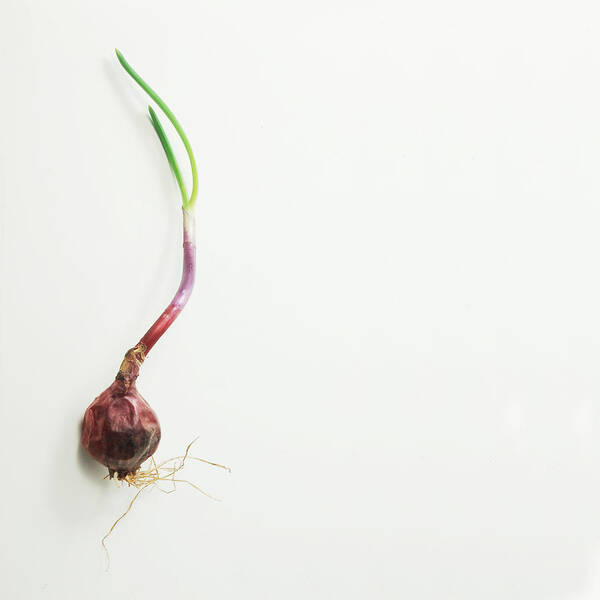 White Background Art Print featuring the photograph Old Onion New Growth by Warren Photography