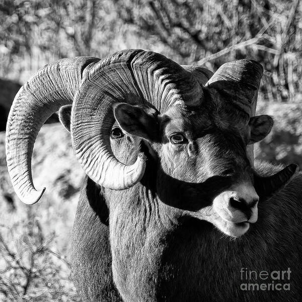 Bighorn Sheep Art Print featuring the photograph On the Other Hand by Jim Garrison