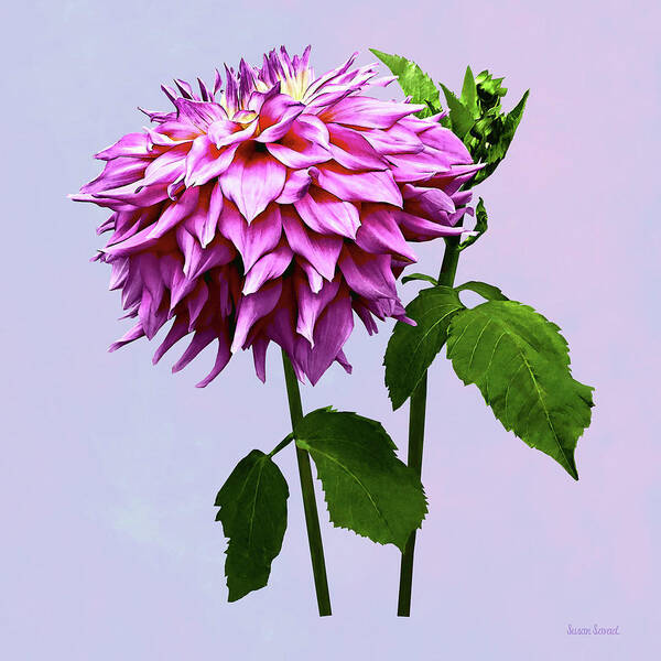 Dahlia Art Print featuring the photograph One Pink Dahlia and Buds by Susan Savad