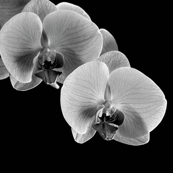 Orchids Art Print featuring the photograph Orchids by Michael Harrison