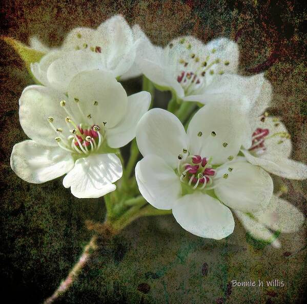 Oriental Pear Blossom Art Print featuring the digital art Oriental Pear Blossum by Bonnie Willis