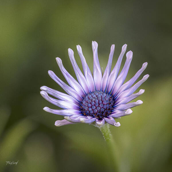 Daisy Art Print featuring the photograph Osteospermum by Fred J Lord