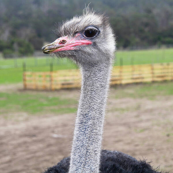 Ostrich Look Art Print featuring the photograph Ostrich Look by Incredi