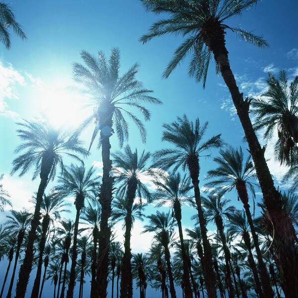 California Art Print featuring the photograph Palm Trees Against Blue Sky by Micha Pawlitzki