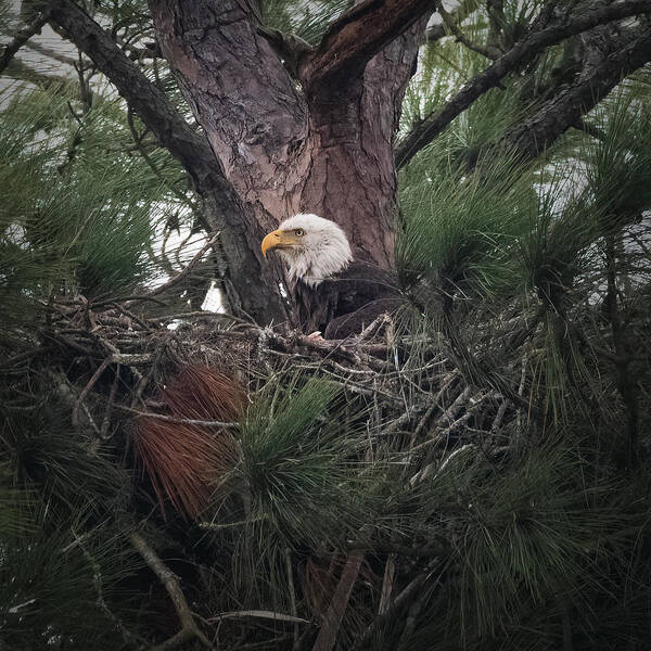 Nesting Art Print featuring the photograph Patiently Waiting by JASawyer Imaging