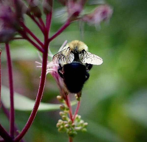 Bee Art Print featuring the photograph Peaceful Dining by Alida M Haslett