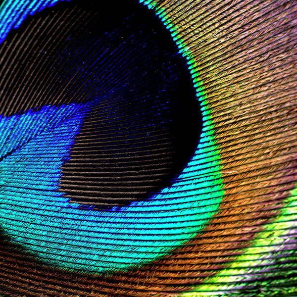 Peacock Feather 02 Art Print featuring the photograph Peacock Feather 02 by Tom Quartermaine