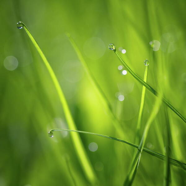 Grass Family Art Print featuring the photograph Pearls Early In The Morning by Rike 