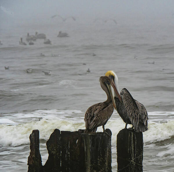 Pelican Art Print featuring the photograph Pelican Love by Jerry Connally