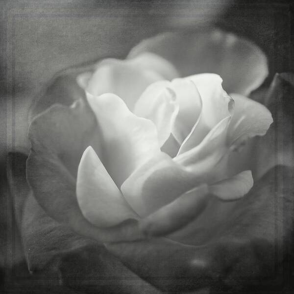 Rose Art Print featuring the photograph Perfectly Imperfect Monochrome by TL Wilson Photography by Teresa Wilson