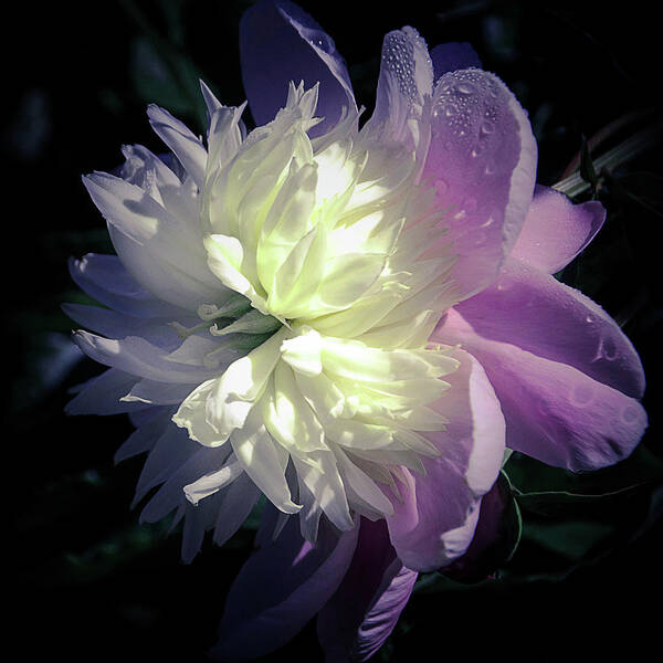Peony Art Print featuring the photograph Pink and White Peony Petals and Drops by Julie Palencia