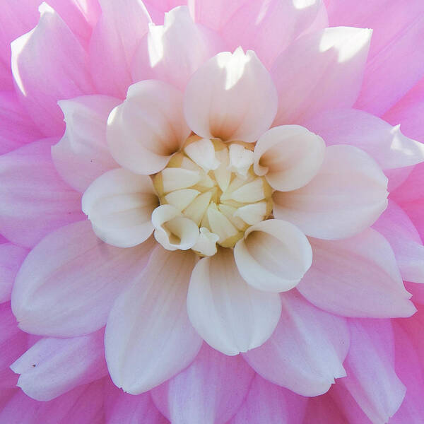 Tualatin Art Print featuring the photograph Pink Dahlia by Amber Cash