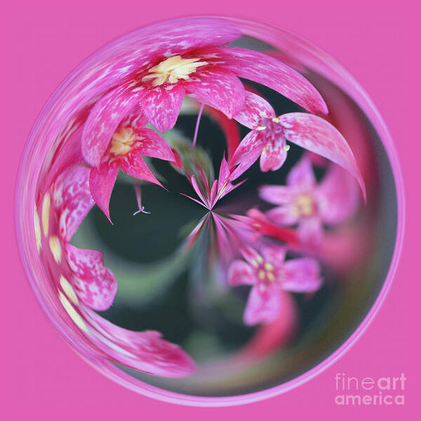 Orb Art Print featuring the photograph Pink flower orb by Phillip Rubino