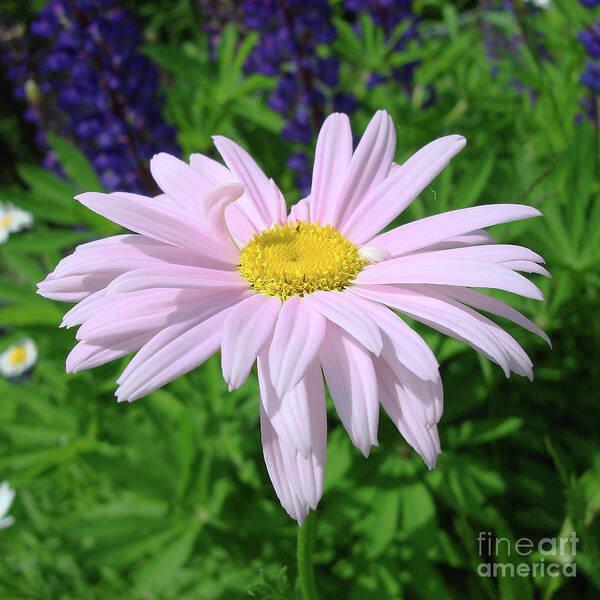 Pink Daisy Art Print featuring the photograph Pink Ox Eye Daisy 3 by Amy E Fraser