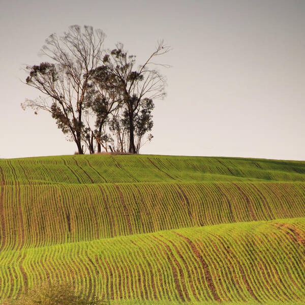 Outdoors Art Print featuring the photograph Plow Lines Leading To Tree by Ilan Shacham