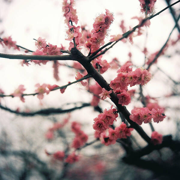 Outdoors Art Print featuring the photograph Plum Blossom by Shawnfeng