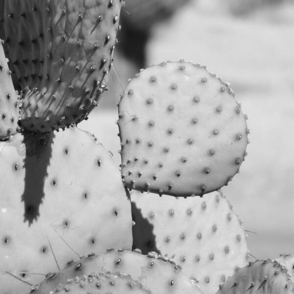 Prickly Pear Closeup Art Print featuring the photograph Prickly Pear Closeup by Bill Tomsa