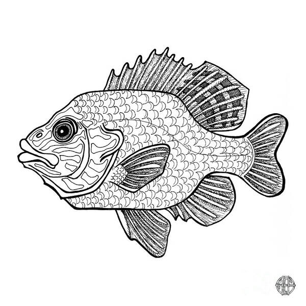 Animal Portrait Art Print featuring the drawing Pumpkinseed Fish by Amy E Fraser