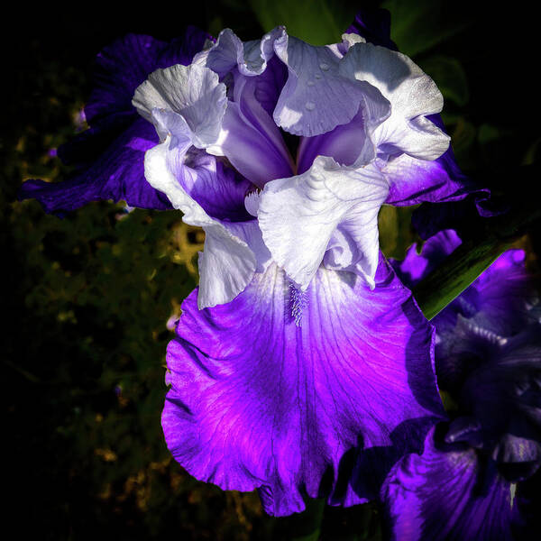 Hdr Art Print featuring the photograph Purple and White Iris by David Patterson
