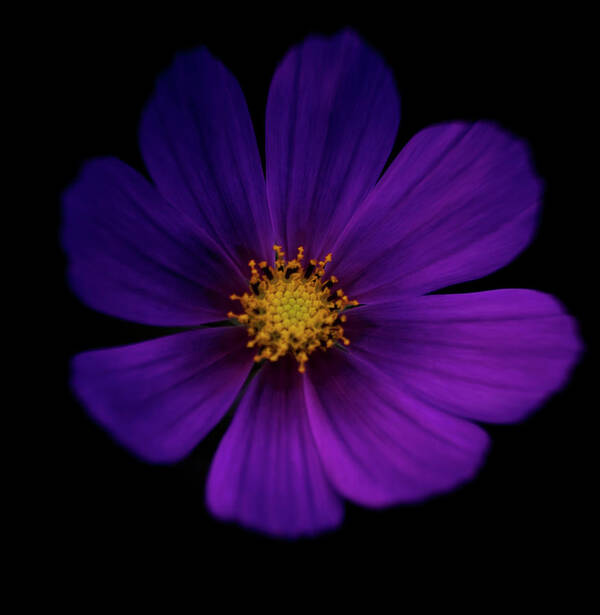 Purple Art Print featuring the photograph Purple Flower Close Up On A Black by Michael Duva