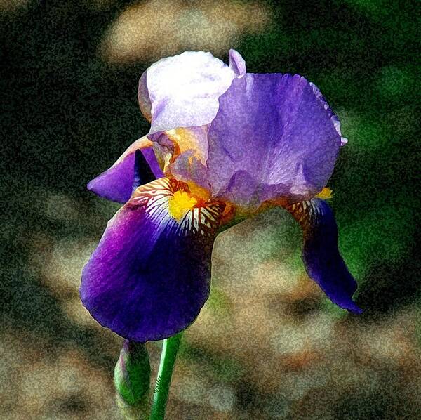 Nature Art Print featuring the digital art Purple Iris by Vallee Johnson