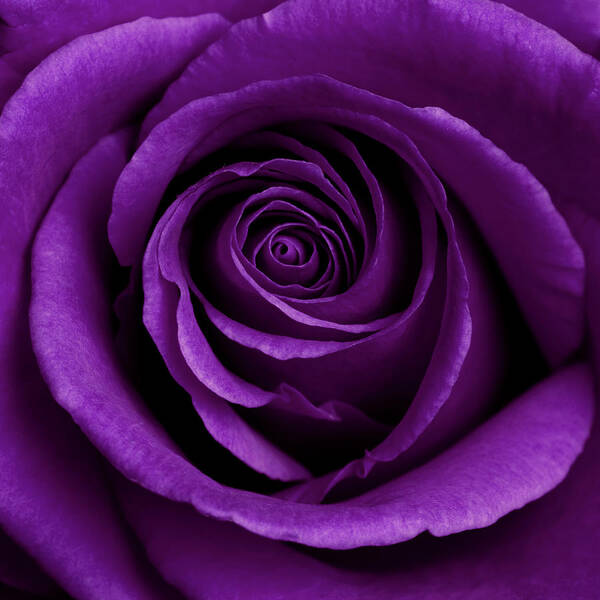 Purple Rose 01 Art Print featuring the photograph Purple Rose 01 by Tom Quartermaine