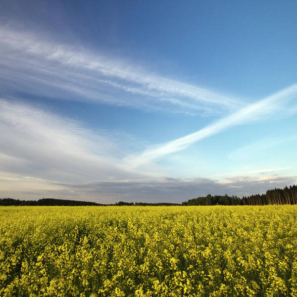 Sweden Art Print featuring the photograph Rape Seed Field And Blue Sky With by Johan Klovsjö