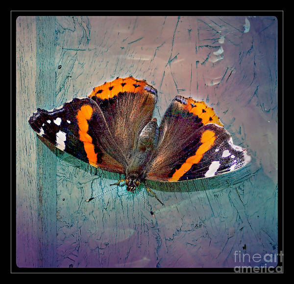 Vanessa Atalanta Art Print featuring the photograph Red Admiral by Nick Eagles