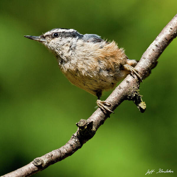 Animal Art Print featuring the photograph Red Breasted Nuthatch by Jeff Goulden